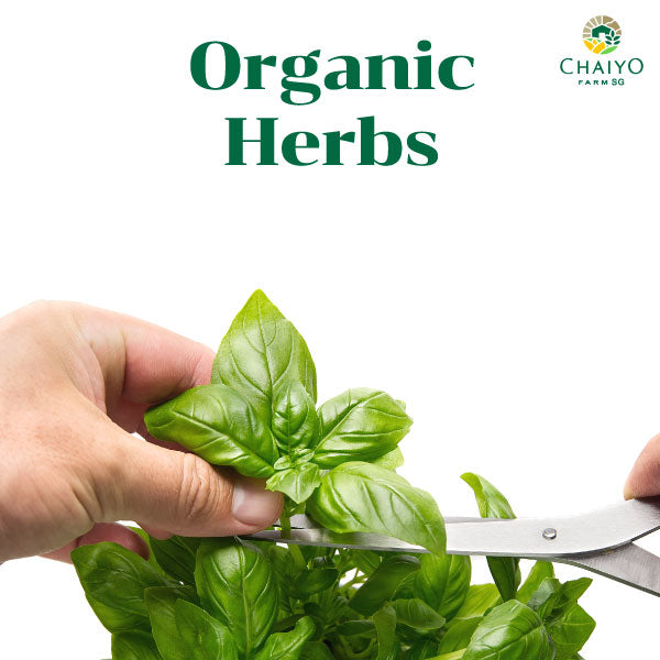 Potted Herbs & Vegetables