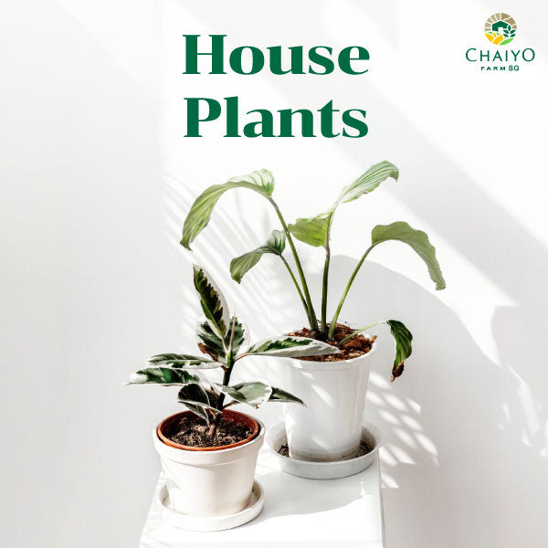 House Plants