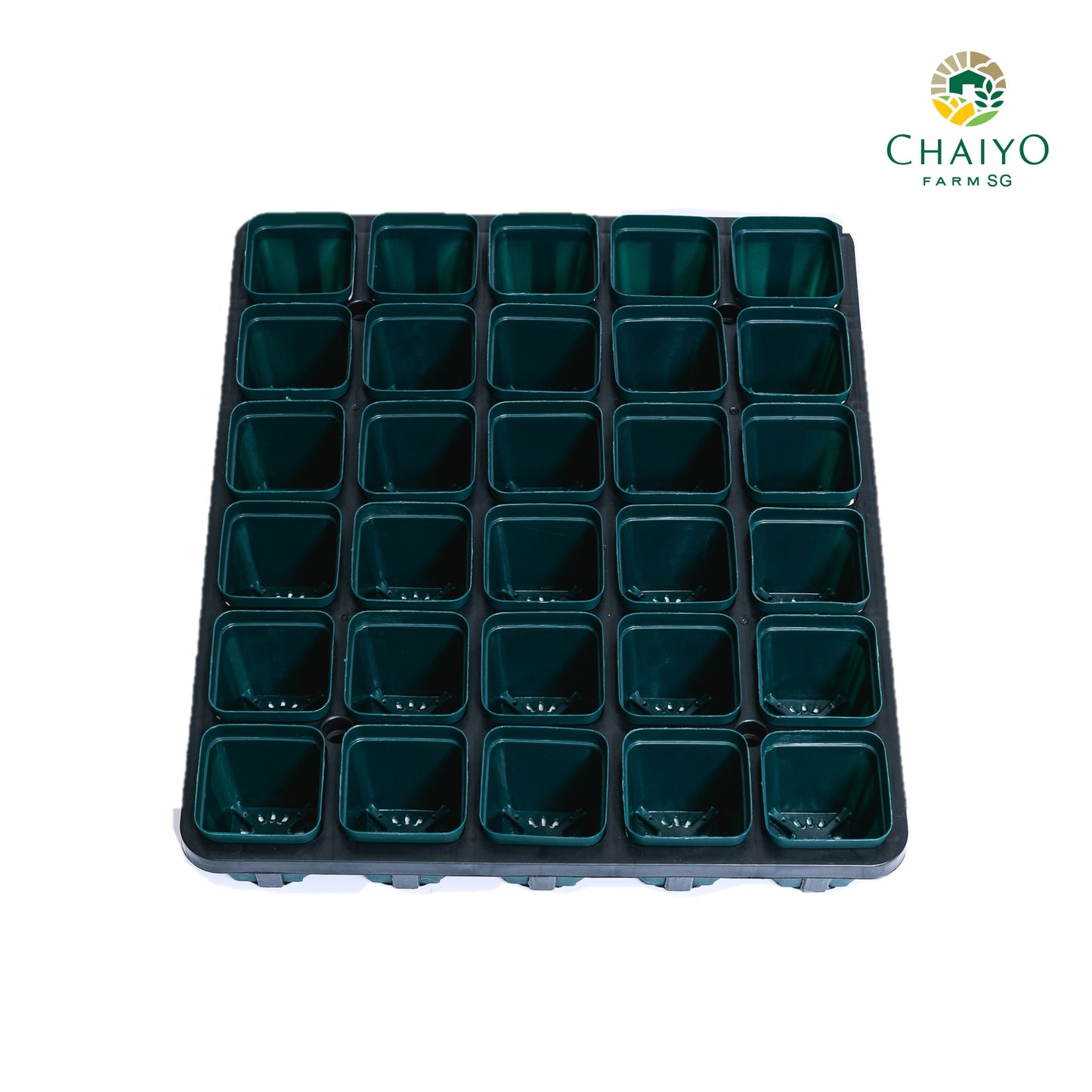 Cactus pot 6.75 cm 10 pcs/pack (Black/White/Green)