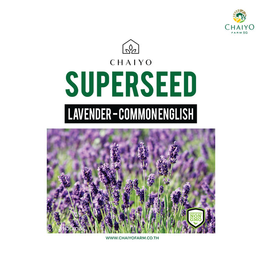 Lavender (Commonenglish) Herb Seeds , 100 Seeds