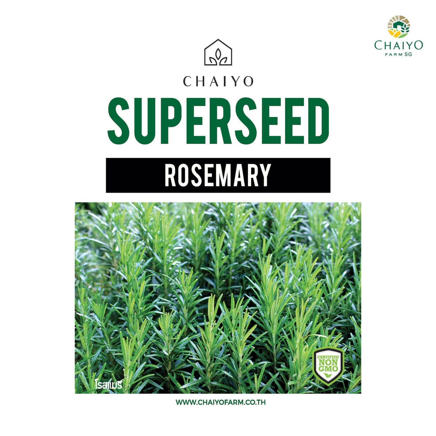 Rosemary Herb Seeds 10 Seeds