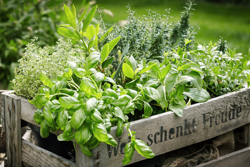 10 types of herbs that can be used for cooking Ready to nourish health