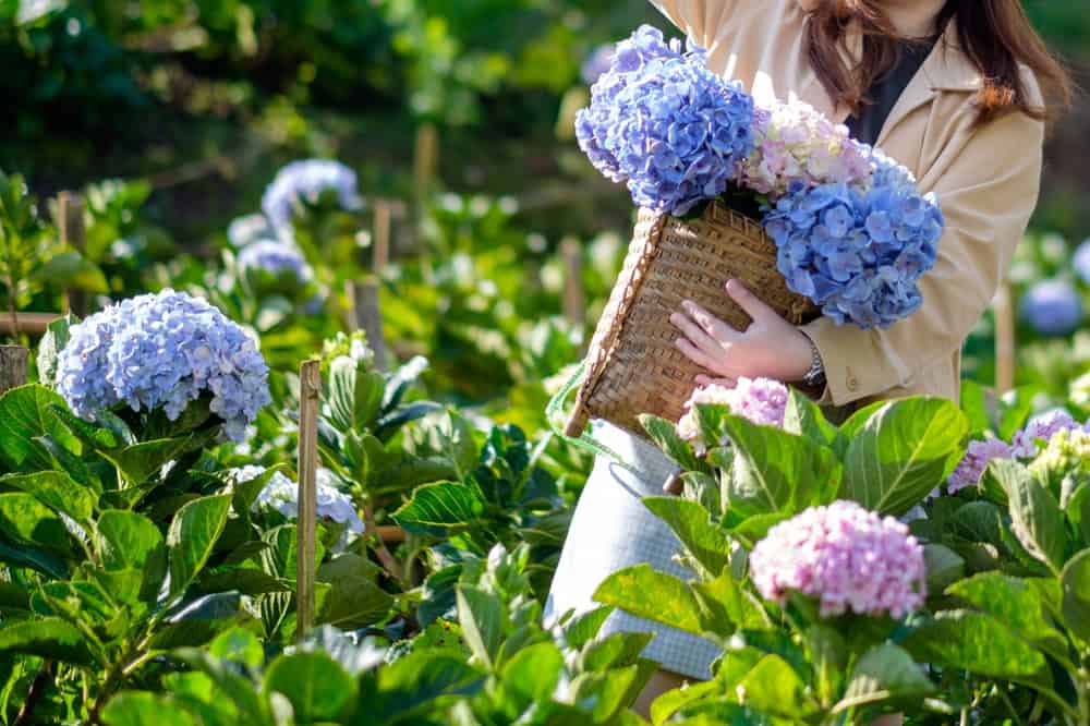A Guide to Growing Hydrangeas for Abundant and Beautiful Blooms