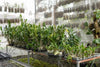 Techniques for Creating and Managing a Tree Nursery