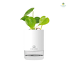 Semi-Hydro Self-Watering Pot