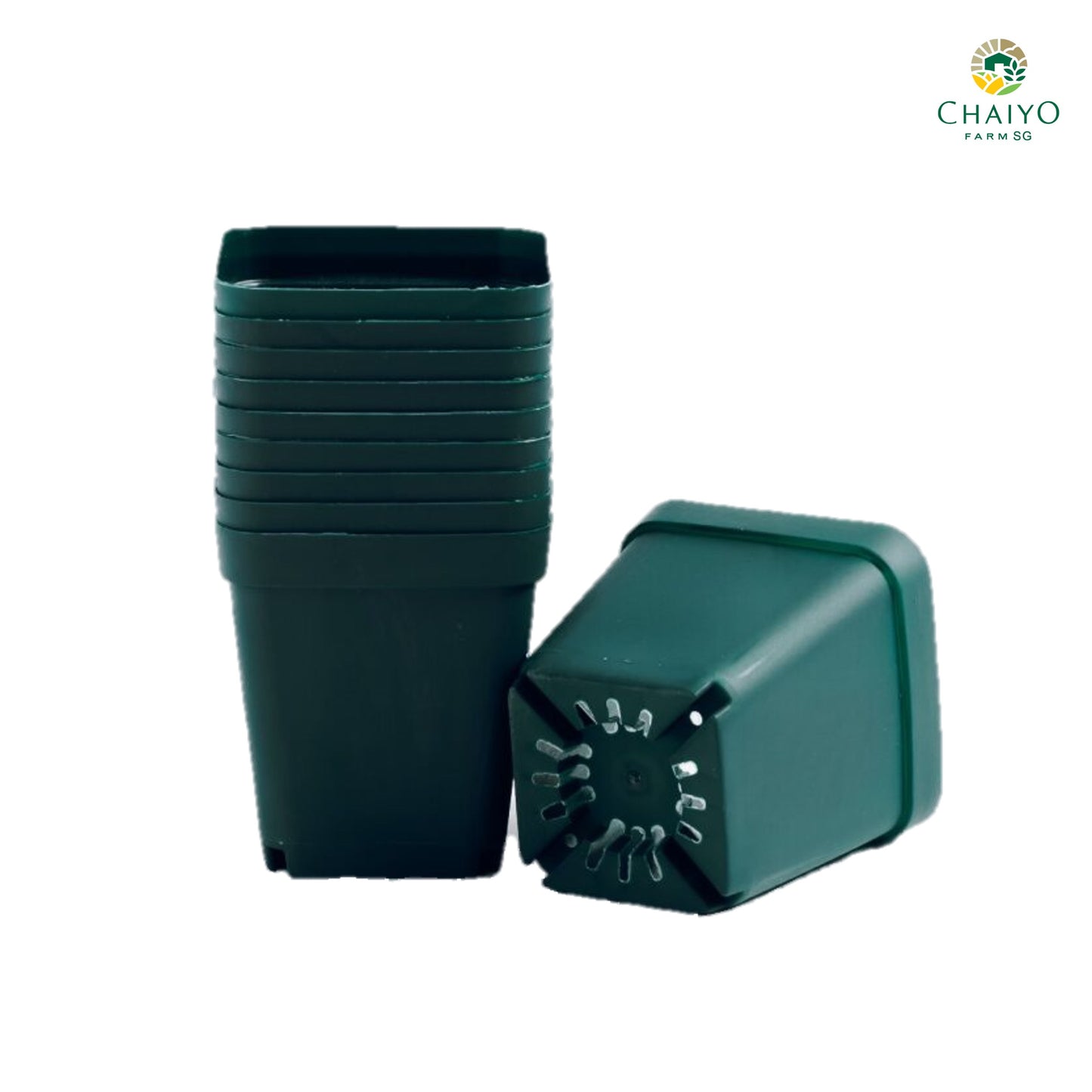 Cactus pot 6.75 cm 10 pcs/pack (Black/White/Green)