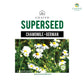 German Chamomile (Matricaria recutita) Herb Seeds, 600 Seeds
