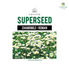 Chamomile Roman herb seed, 400 seeds