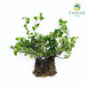 Oregano Origanum vulgare – Bare Root