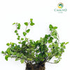 Oregano Origanum vulgare – Bare Root