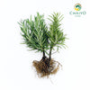 Rosemary Salvia rosmarinus – Bare Root