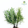Rosemary Salvia rosmarinus – Bare Root