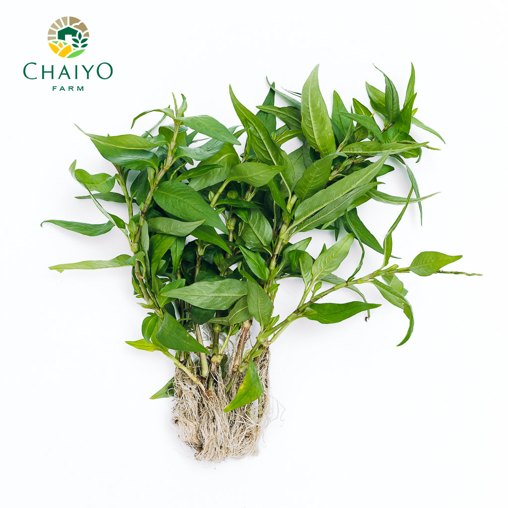 Vietnamese Coriander Laksa Leaves Bare Root | Herb Plant Singapore ...