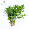 Vietnamese Coriander Laksa Leaves Persicaria odorata – Bare Root