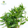 Vietnamese Coriander Laksa Leaves Persicaria odorata – Bare Root