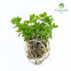 Peppermint Mentha × piperita – Bare Root