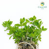 Peppermint Mentha × piperita – Bare Root