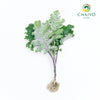 Kale Scarlet Brassica oleracea – Bare Root
