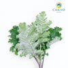 Kale Scarlet Brassica oleracea – Bare Root