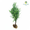 English Lavender Lavandula angustifolia – Bare Root