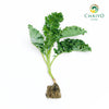 Kale Halbhoher Brassica oleracea – Bare Root