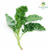 Kale Halbhoher Brassica oleracea – Bare Root