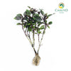 Italian Basil Dark Opal Ocimum basilicum – Bare Root