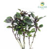 Italian Basil Dark Opal Ocimum basilicum – Bare Root