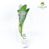 Dino Kale Lacinato Brassica oleracea – Bare Root