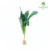 Dino Kale Lacinato Brassica oleracea – Bare Root