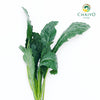 Dino Kale Lacinato Brassica oleracea – Bare Root