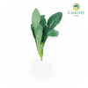 Dino Kale Lacinato Brassica oleracea – Bare Root
