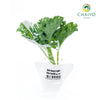 Kale Dwarf Vates Blue Scotch Brassica oleracea – Bare Root