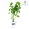 Italian Parsley Flat Leaf Petroselinum crispum – Bare Root