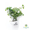 Oregano Origanum vulgare – Bare Root