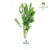 Sage Salvia officinalis – Bare Root