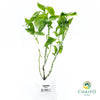 Italian Basil Ocimum basilicum – Bare Root