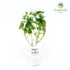 Basil Dwarf Greek Ocimum basilicum – Bare Root