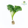 Kale Dwarf Vates Blue Scotch Brassica oleracea – Bare Root