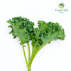 Kale Dwarf Vates Blue Scotch Brassica oleracea – Bare Root