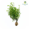 Thyme Thymus vulgaris – Bare Root