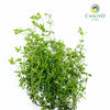 Thyme Thymus vulgaris – Bare Root