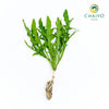 Wild Rocket Eruca sativa – Bare Root