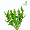 Wild Rocket Eruca sativa – Bare Root