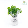 Lemon Balm Melissa officinalis – Bare Root