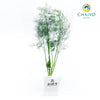 Dill Anethum graveolens – Bare Root