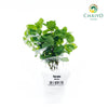 Thai Mint – Bare Root