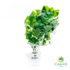 Catnip Nepeta cataria – Bare Root