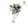 Italian Basil Dark Opal Ocimum basilicum – Bare Root