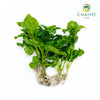 Watercress Hawaii Nasturtium officinale – Bare Root